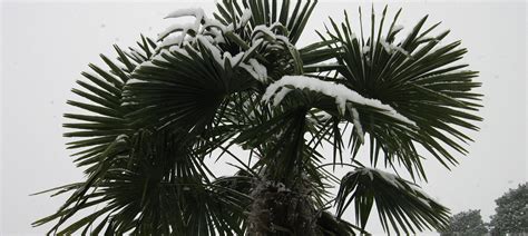 palmboom verzorging nederland